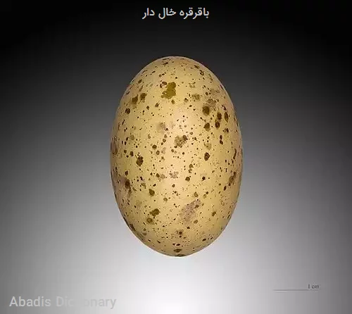 باقرقره خال دار